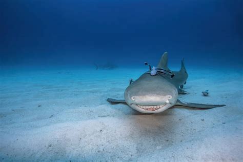 smiling fish|45,600+ Smiling Fish Stock Photos, Pictures & Royalty.